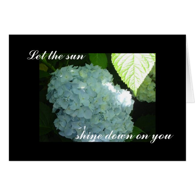 Hydrangeas Soleadas en Blanco (Anverso (Horizontal))