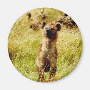 Hyena con el imán del wildebeest (gnu)