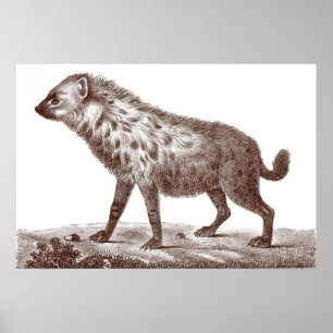 Hyena manchado o rayado de la impresión antigua