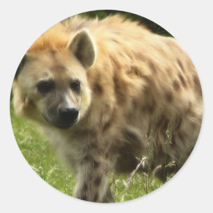 Hyena Pegatina