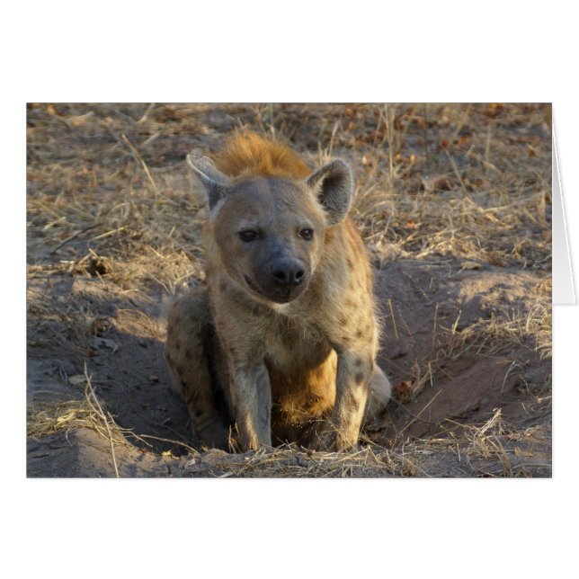 Hyena sudafricana (Anverso (Horizontal))