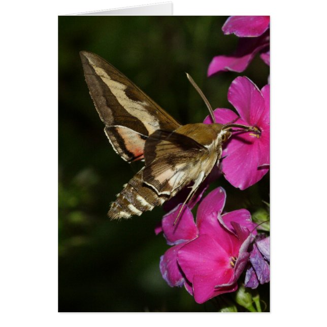 Hyles gallii (Frente)