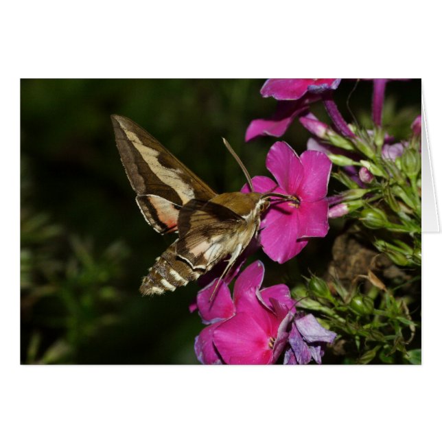 Hyles gallii (Anverso (Horizontal))