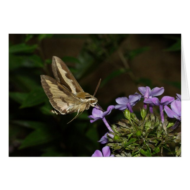 Hyles gallii (Anverso (Horizontal))