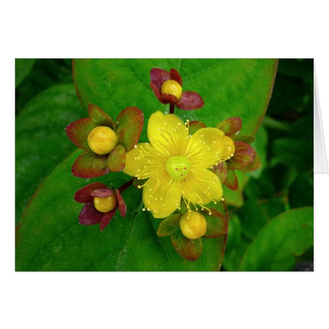 Hypericum Androsaemon 01 (Anverso (Horizontal))