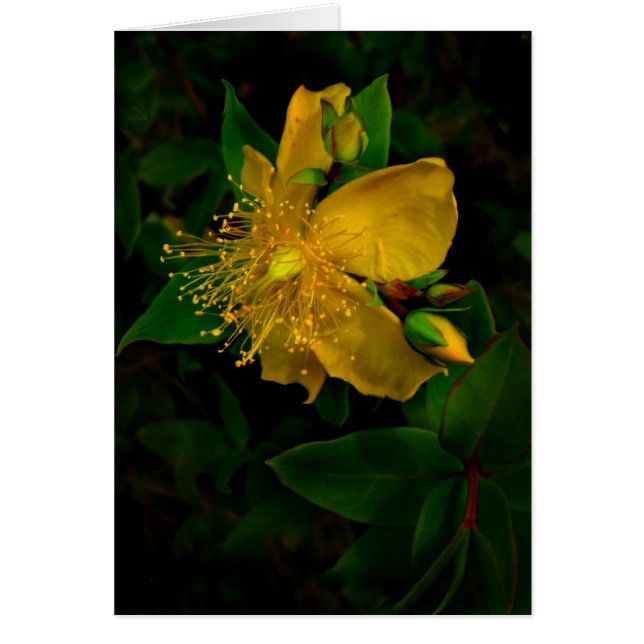 Hypernium (Frente)