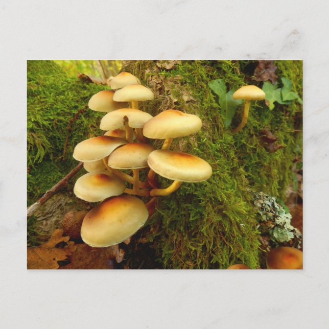 Hypholoma fasciculare Postales para hongos (Anverso)