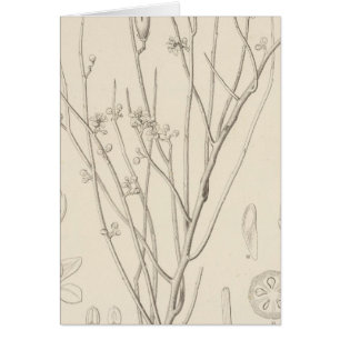 I Canotia holacantha