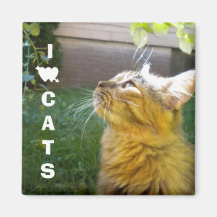 I Love Cats imán