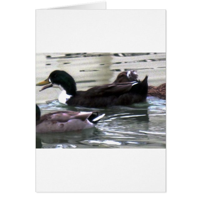 I love Ducks (Frente)