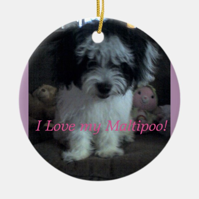 ¡I Lovee mi Maltipoo! Ornamento (Frente)