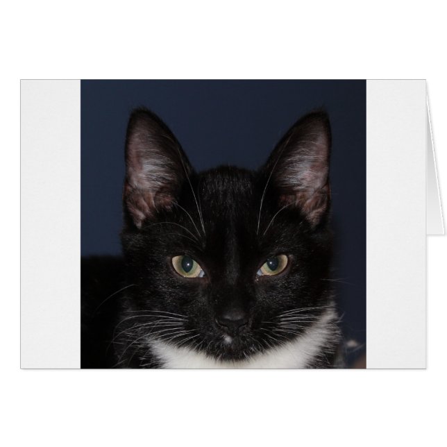 I LUV CATZ (Anverso (Horizontal))