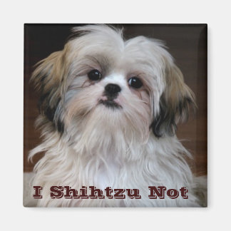I Shihtzu No es gracioso shih tzu frigorífico imán