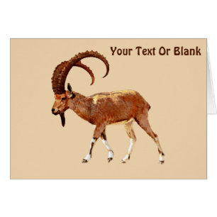 Ibex nubio - Ein Gedi