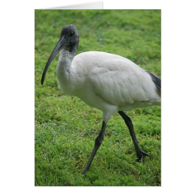 Ibis (Frente)