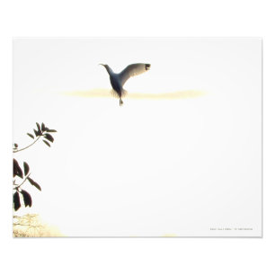 Ibis Ballet en foto impresa