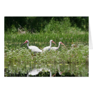 Ibis blanco