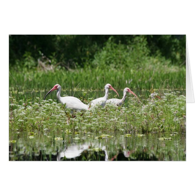 Ibis blanco (Anverso (Horizontal))