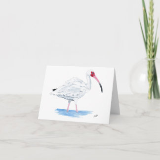 Ibis blanco