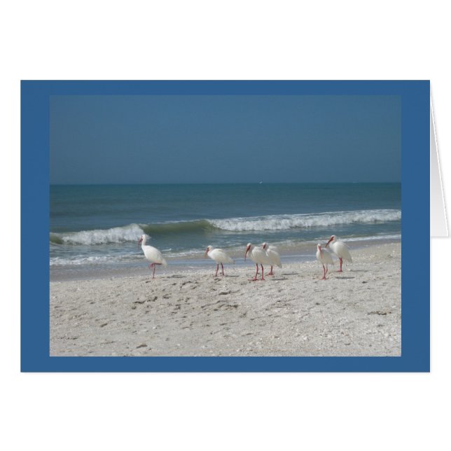 Ibis de playa (Anverso (Horizontal))
