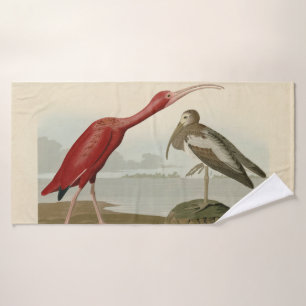 Ibis escarlata - de los pájaros de los Estados Uni
