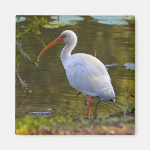 Ibis que bebe en el imán de la charca