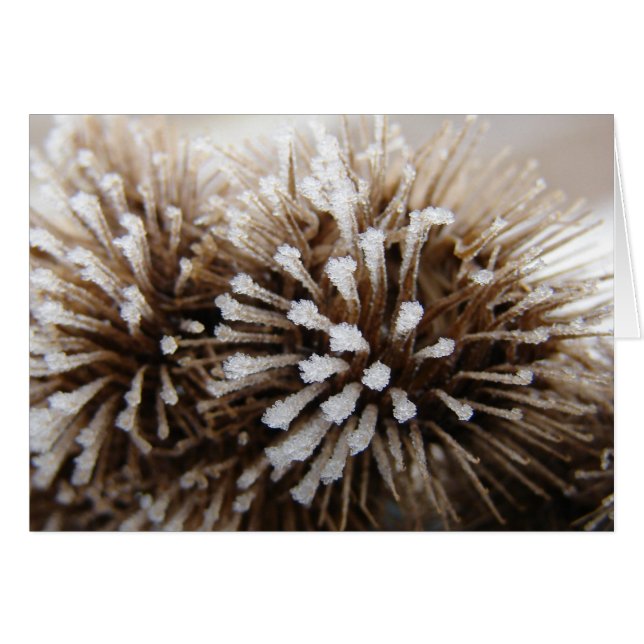 Ice Burrs (Anverso (Horizontal))