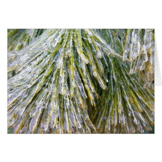 Ice Coated Pine Needles Winter Botanical (Anverso (Horizontal))