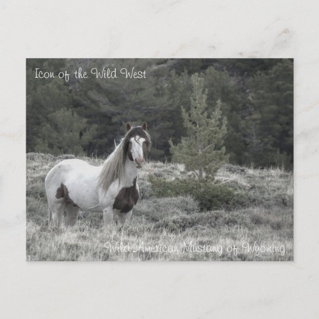 Icono del salvaje oeste - postal (Anverso)