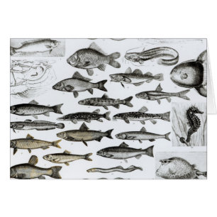 Ictiología, pescados oseos, Marisipobranchs