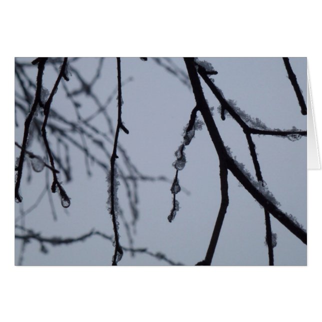 Icy Branches Winter Nature Photography (Anverso (Horizontal))