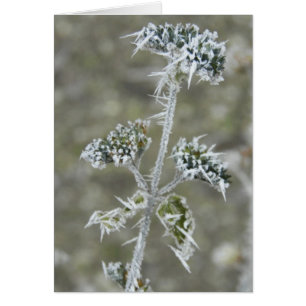 Icy Pod