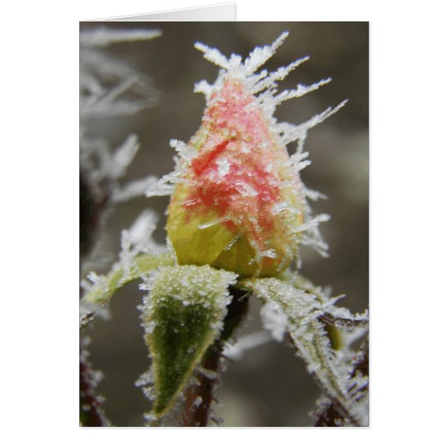 Icy Rosa (Frente)
