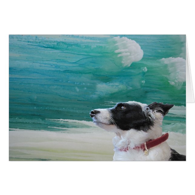 icybluebordercollie (Anverso (Horizontal))