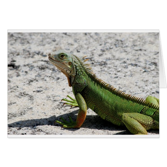 Iguana (Anverso (Horizontal))