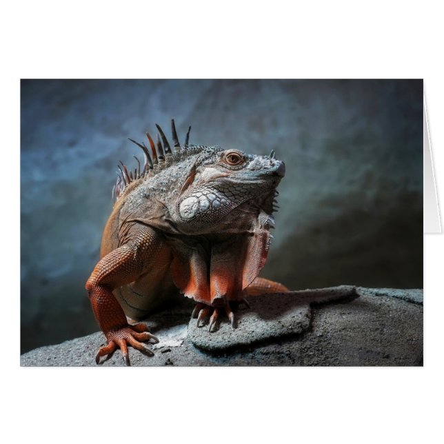 Iguana (Anverso (Horizontal))