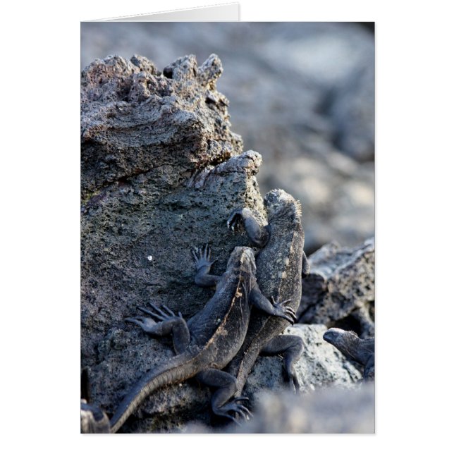 Iguana Be With You (Frente)