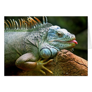 Iguana con tarjeta en blanco para marcar la lengua