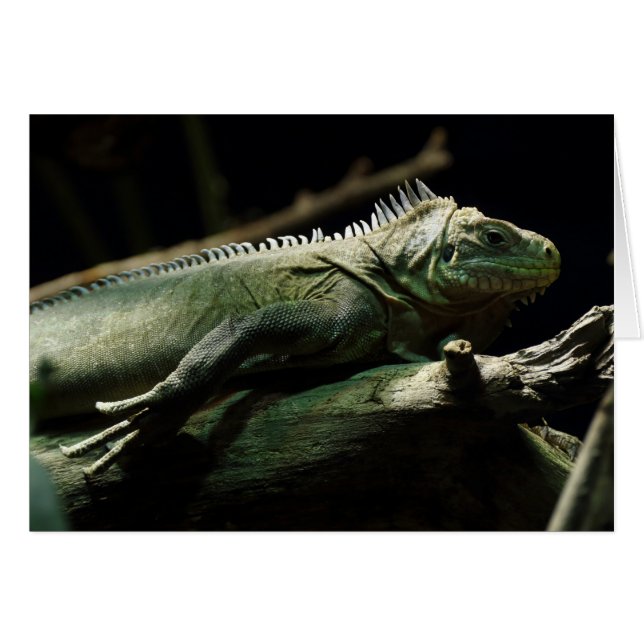Iguana delicatissima (Anverso (Horizontal))