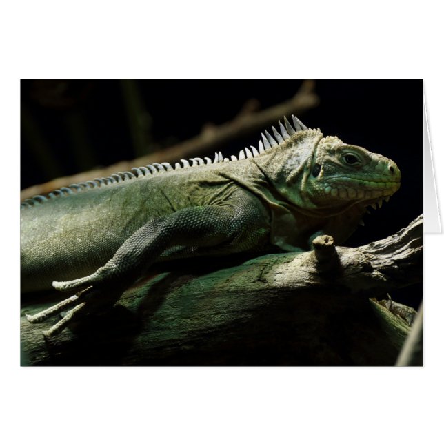 Iguana delicatissima (Anverso (Horizontal))