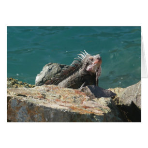 Iguana en Santo Tomás