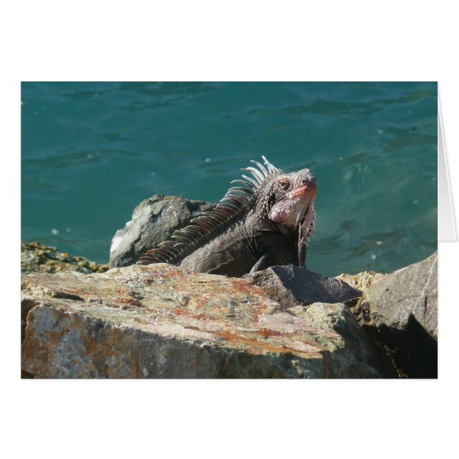 Iguana en St. Thomas (Anverso (Horizontal))