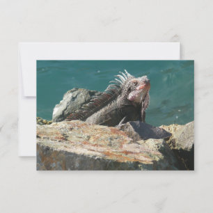 Iguana en St. Thomas