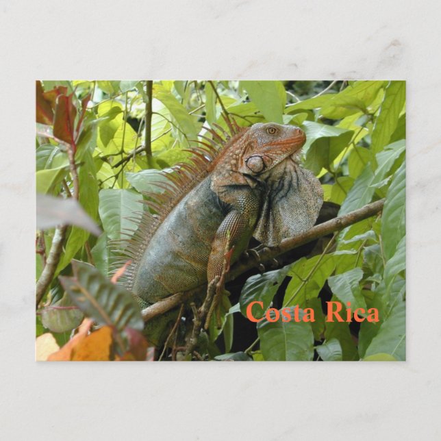 Iguana postal Costa Rica (Anverso)