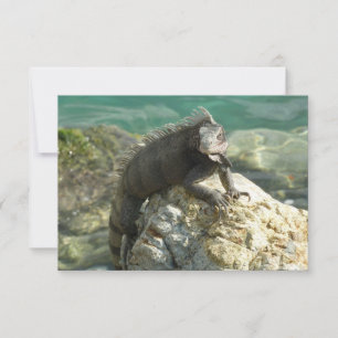 Iguana sobre las rocas en Santo Tomás