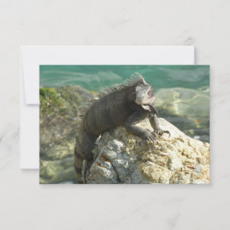 Iguana sobre las rocas en Santo Tomás