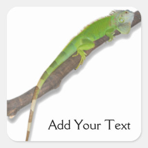 Iguana verde en Pegatina blanco