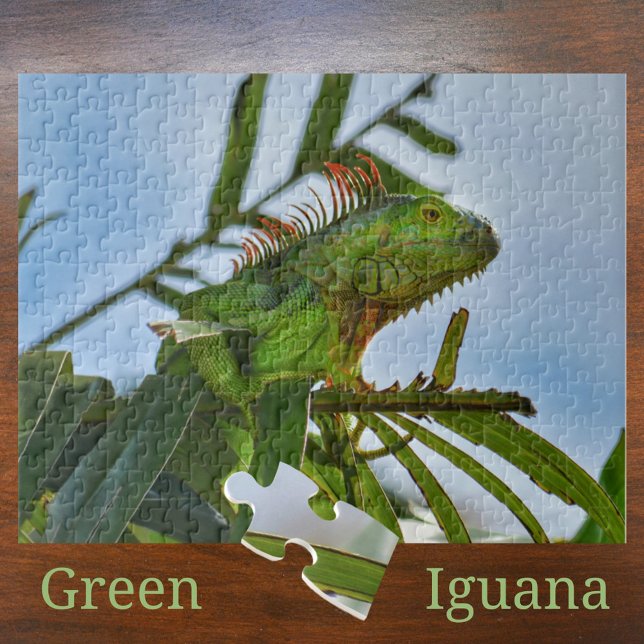 Iguana Verde en una palmera rompecabezas fotográfi (Subido por el creador)