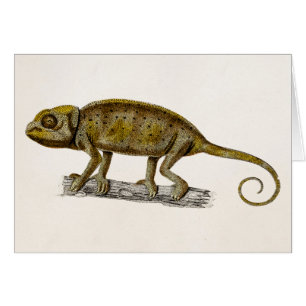 Iguanas del ilustracion del lagarto de la iguana
