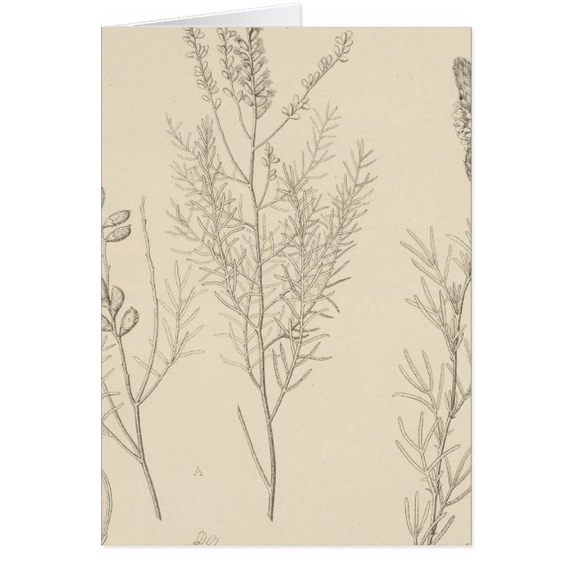 II Parriella, Petalostemon (Frente)